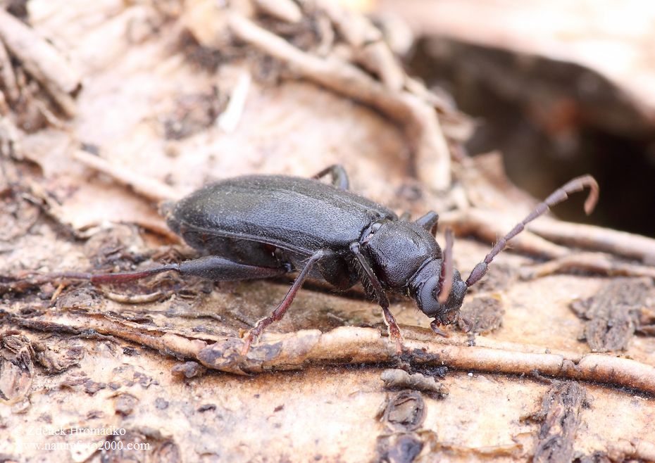 , Saphanus piceus (Laicharting, 1784), Cerambycidae (Beetles, Coleoptera)